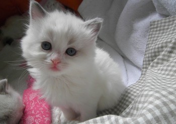 femelle blue bicolour - 5 semaines - Chatterie Ragdolls du Val de Beauvoir